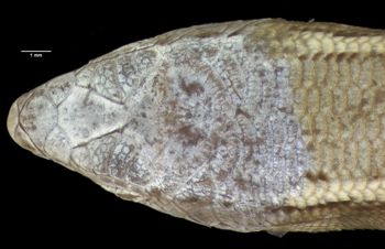Media type: image;   Herpetology R-112262 Aspect: head dorsal